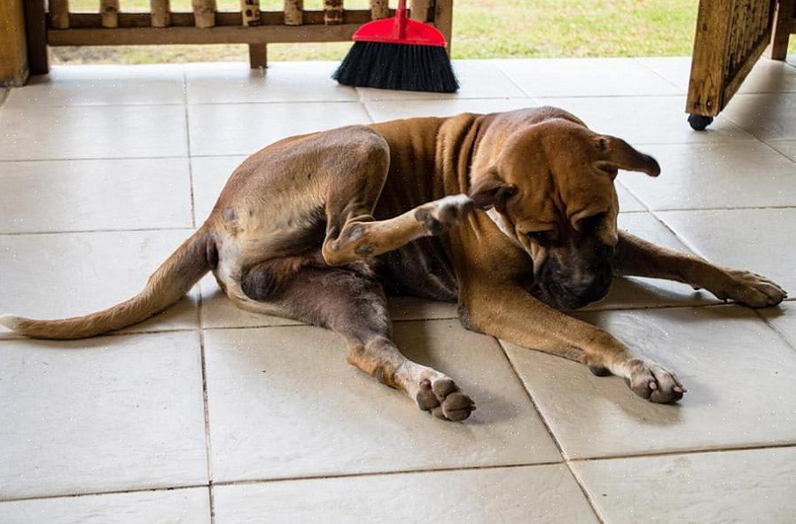 Você precisará dos seguintes materiais para se livrar das pulgas de seu cão com sucesso