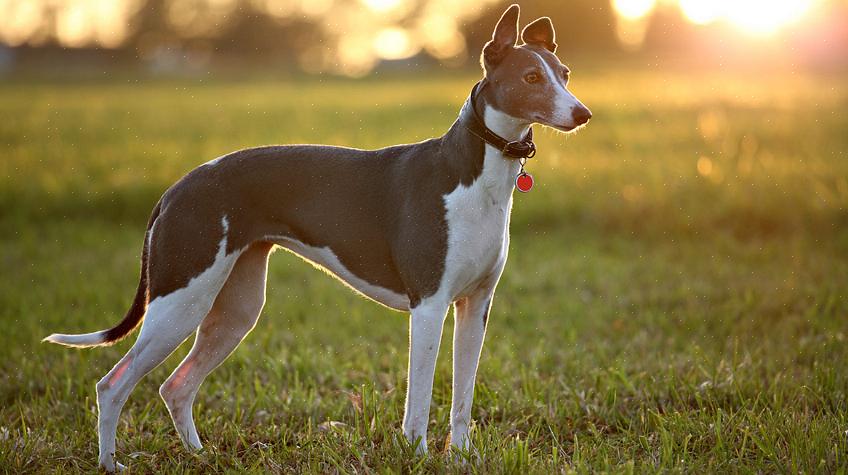 A maioria dos galgos aposentados precisa ganhar 3-2 kg para atingir o peso ideal para animais de estimação