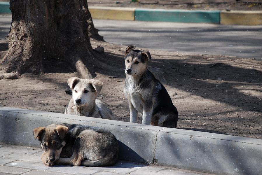 Não haverá animais desabrigados se todos os donos cuidarem adequadamente de seus próprios animais