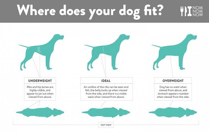 Aqui estão alguns métodos simples projetados para ajudar seu animal de estimação a perder peso