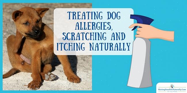 Algumas das causas comuns de coceira na pele dos cães são pulgas