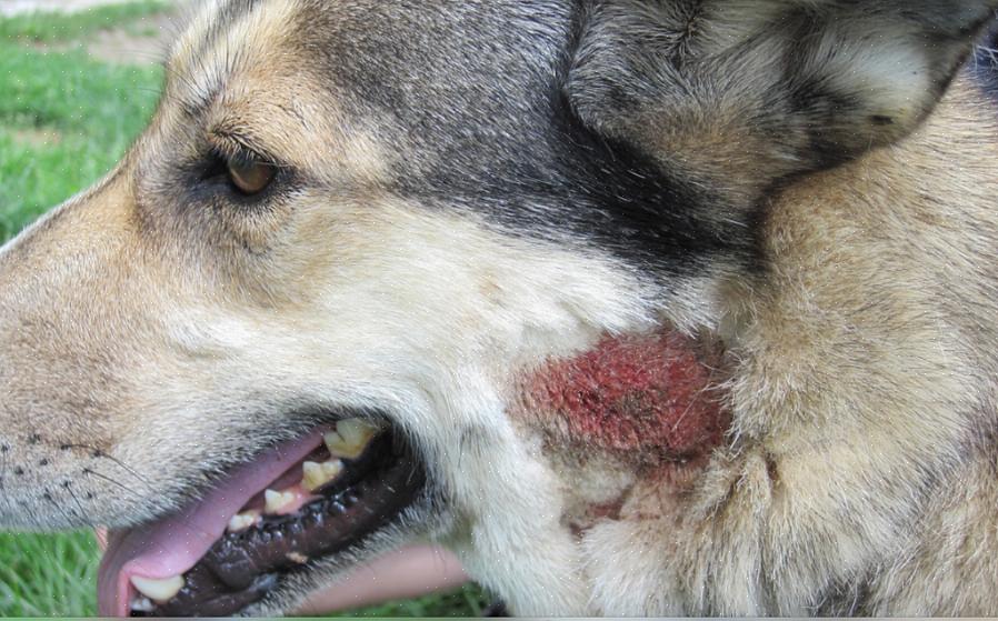 Esta é provavelmente uma das melhores maneiras de aliviar muitos dos sintomas associados às alergias caninas