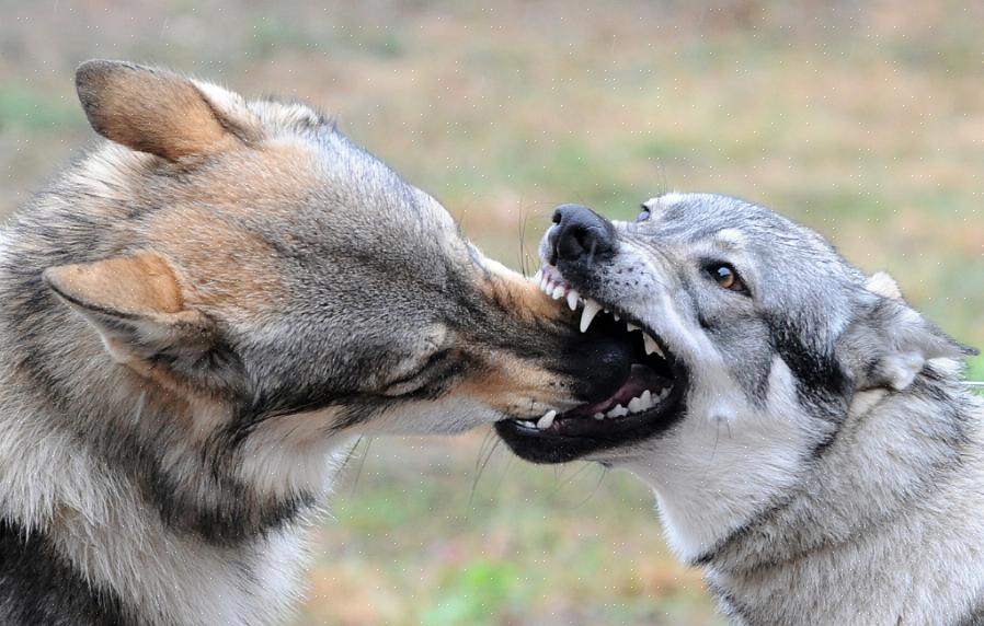 Para proteger o cão de uma queda de um penhasco