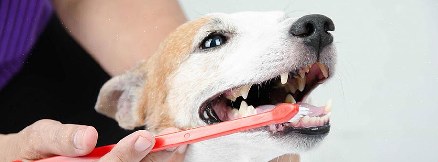 As gengivas do seu cão podem ser feridas se uma pessoa inexperiente tentar usar instrumentos de descamação