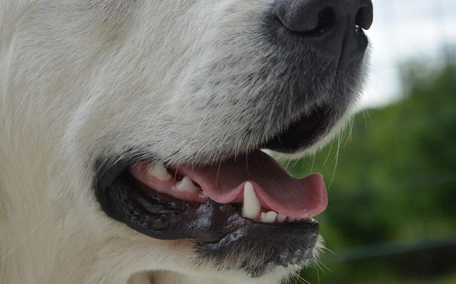 Seu veterinário pode ajudá-lo a determinar com que freqüência seu cão precisa de seus dentes limpos