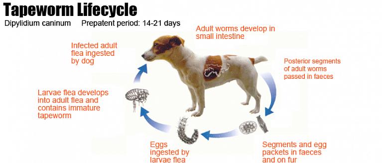 O número de comprimidos que seu cão precisa tomar normalmente depende de quão grande