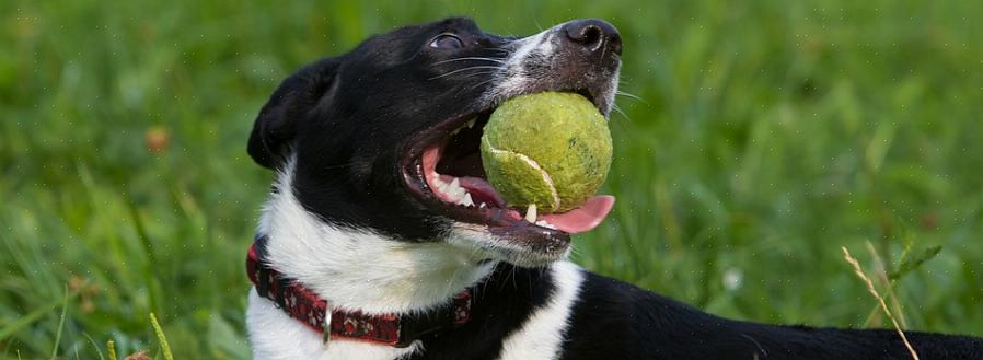 Procedimentos sobre como você pode remover a infestação em seu cão sem prejudicá-lo