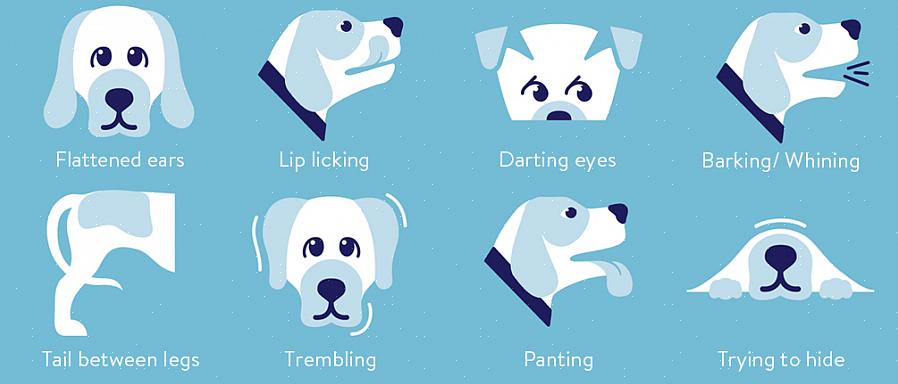 Um cão estressado pode apresentar uma ampla variedade de comportamentos ou não mostrar sinais externos