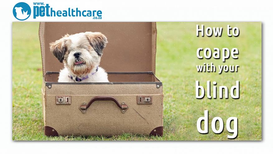 Você também pode tornar mais fácil viver com um cão cego