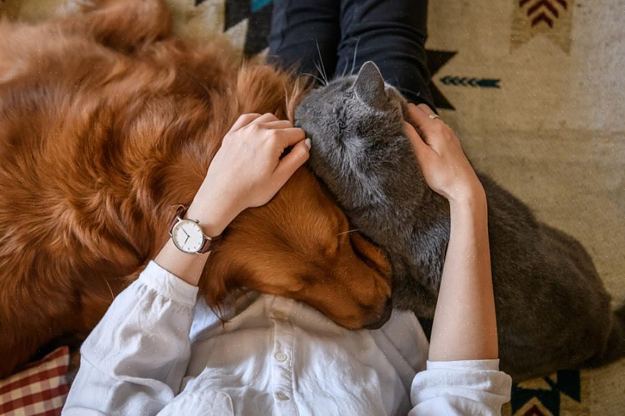 Você pode ser alérgico a pêlos de cachorro