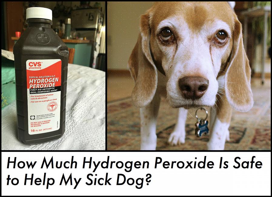 A única vez que o peróxido de hidrogênio não deve ser usado para fazer seu cão vomitar é quando algo grande