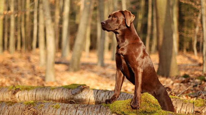 Seu cão não obterá uma pelagem brilhante se não tiver uma pele saudável