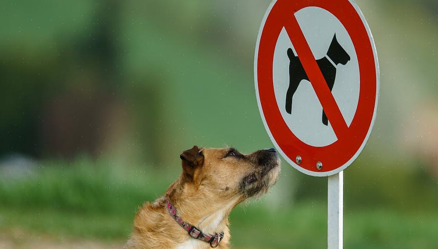 Álcool isopropílico são considerados repelentes para cães