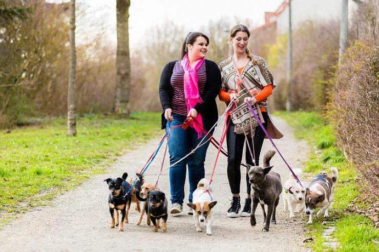 Promova o evento de arrecadação de fundos do dia do cão por meio de anúncios no jornal