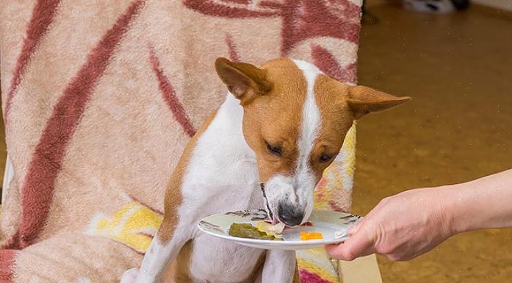 O seu veterinário pode ajudá-lo a escolher uma comida para cães com alto teor de fibras