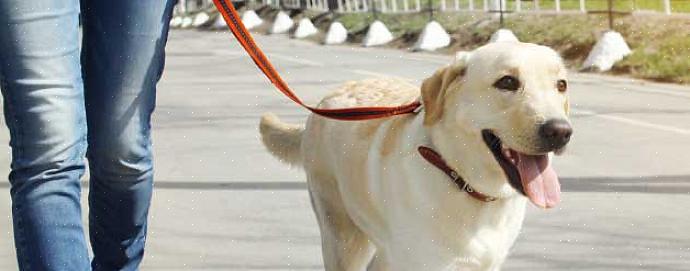 Certifique-se de que o tamanho do seu cão é perfeito para o tamanho da sua casa