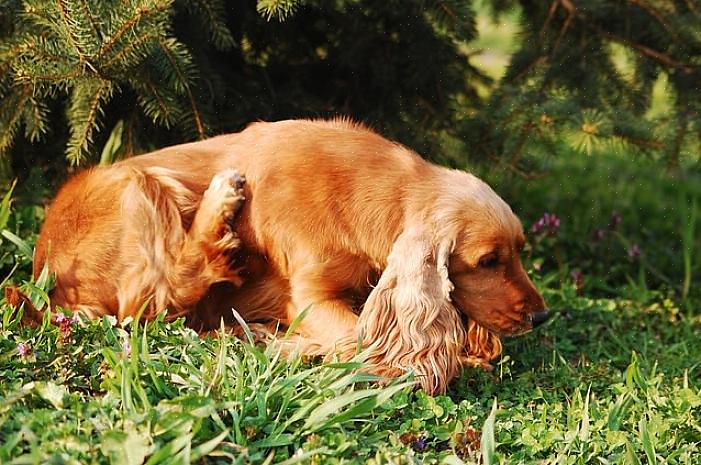 Coçar o cão pode ser atribuído à dieta de seu animal de estimação