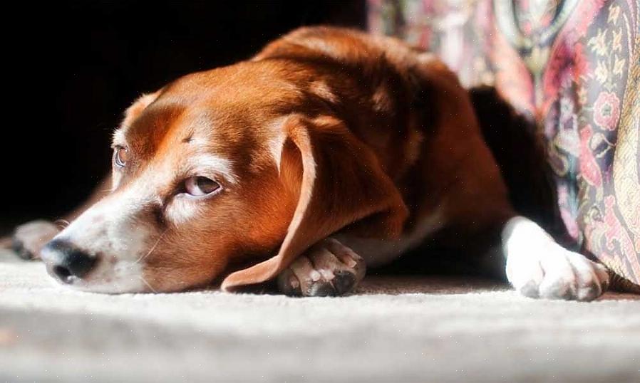 Pêlo de cachorro é um problema comum para donos de cães
