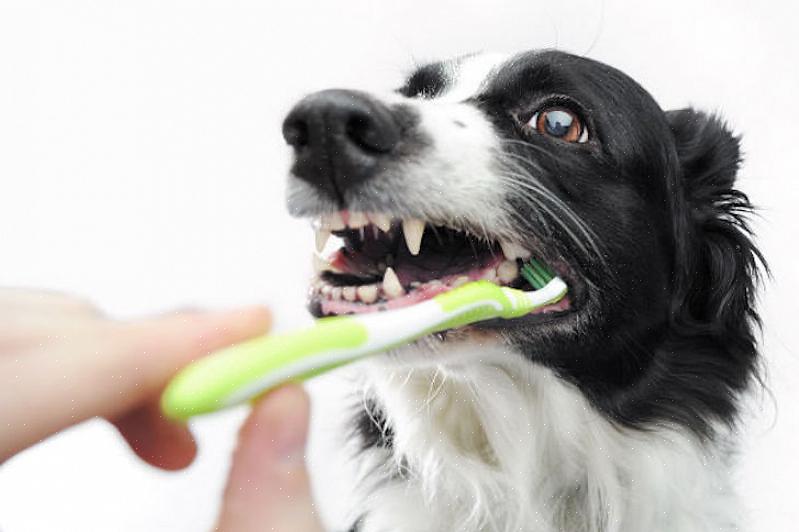 Depois de começar a escovar os dentes do seu cão