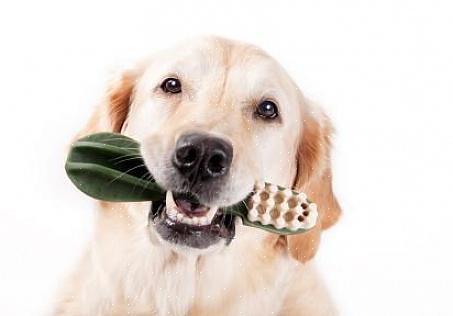 Você pode escovar os dentes do seu cão diariamente