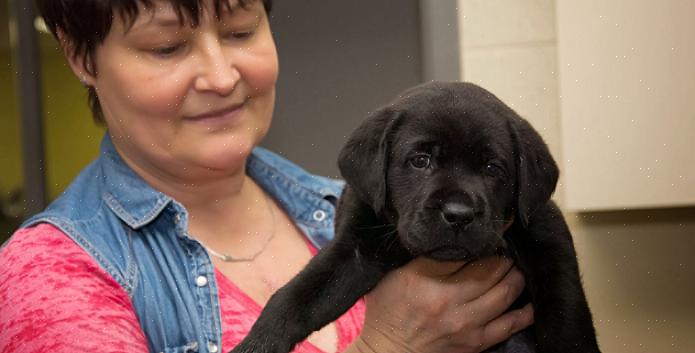 A maioria das pessoas que odeia ter um filhote de cachorro de laboratório tende a se apaixonar