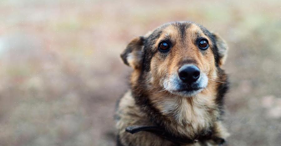 Existem muitos motivos pelos quais seu cão pode estar deprimido