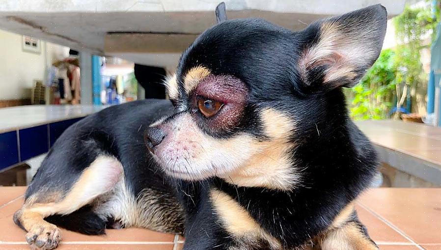 Seu cão tem infecção ocular se estiver sofrendo de olhos avermelhados ou inflamados