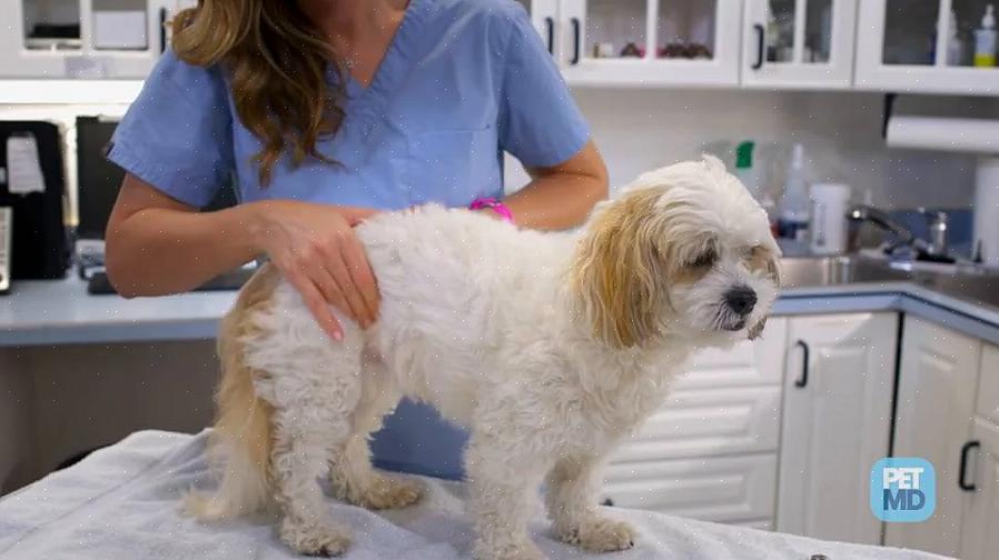 O veterinário irá inserir o tubo no trato urinário do seu cão para chegar à bexiga