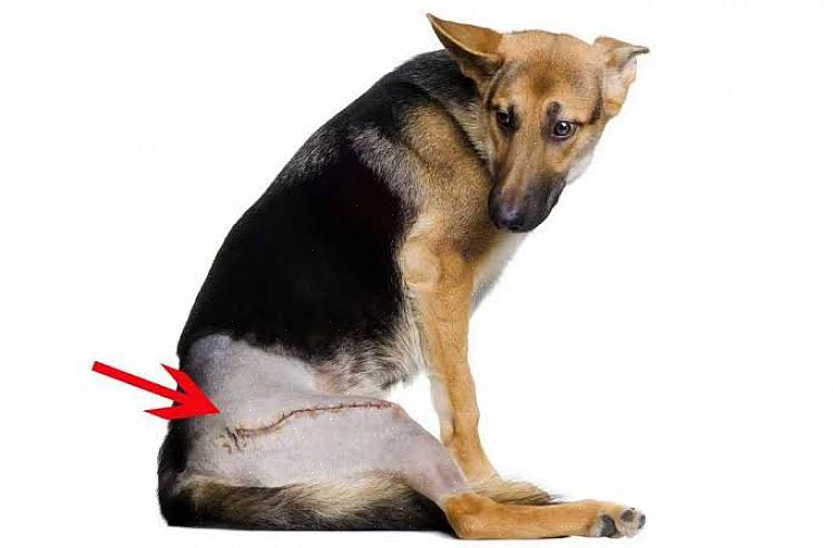 O diagnóstico da Displasia do Quadril Canino é fácil