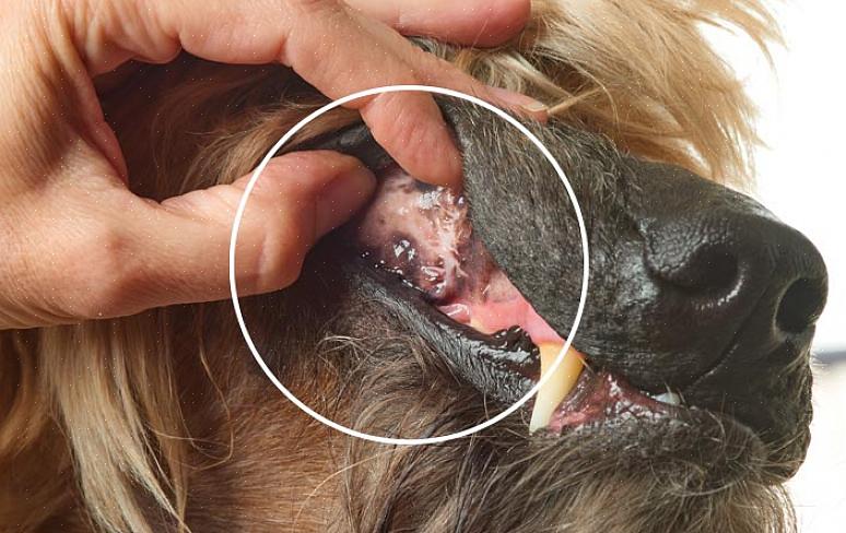 O melanoma canino é um câncer que pode ocorrer na boca