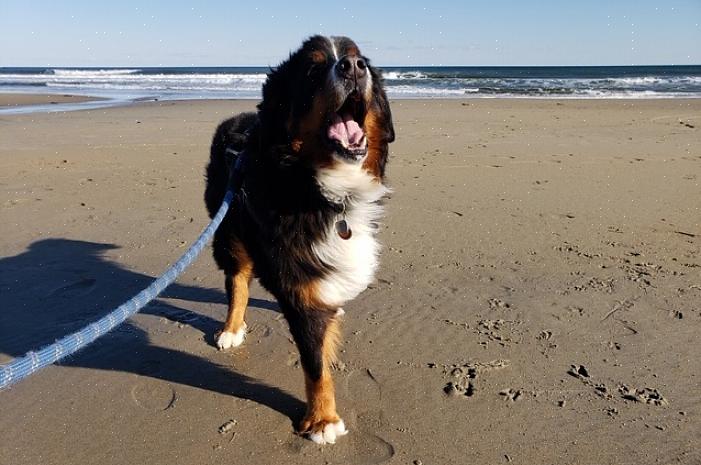 O osteossarcoma canino é um câncer ósseo muito doloroso