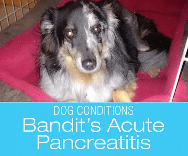 A pancreatite canina pode ser um sério problema de saúde para o seu cão