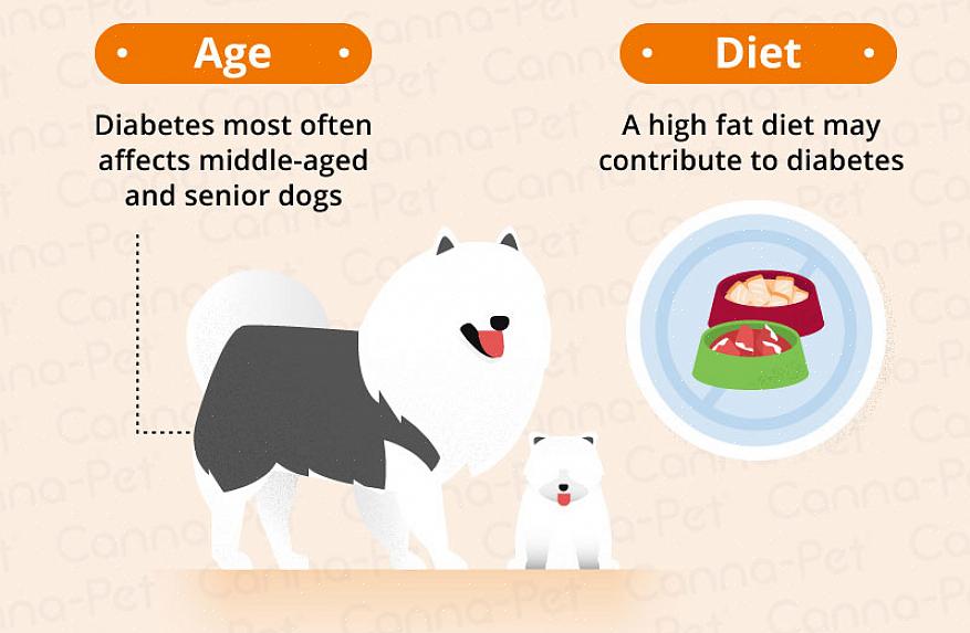 O diabetes em cães pode ocorrer em todas as idades