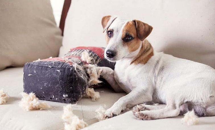 Existem muitas coisas que os cães fazem que nos lembram que eles são mais do que apenas animais