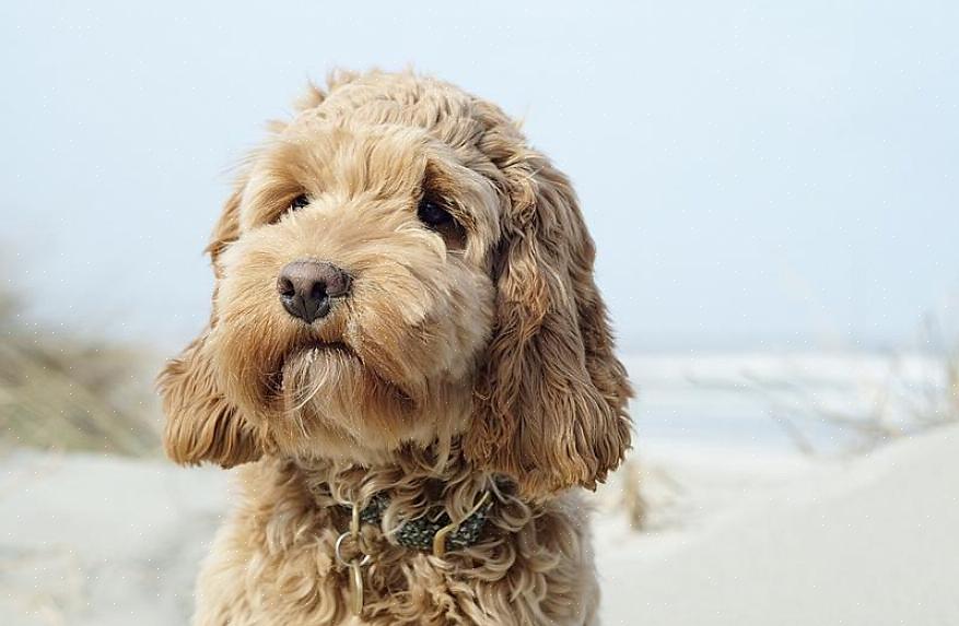 Um cockapoo é um canino que foi cruzado entre um cocker spaniel europeu ou inglês