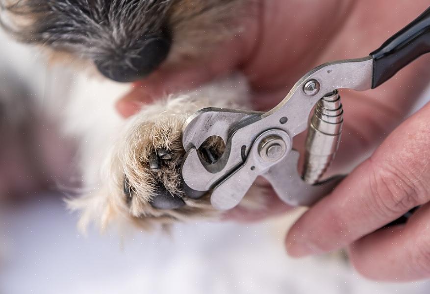 Você não deve tentar aparar as unhas de um cachorro com um cortador que usa em suas próprias unhas