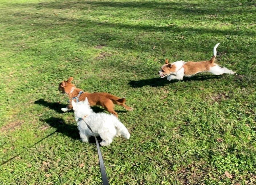 Um Westie também deve ter os pelos longos aparados ao redor das pontas das orelhas para ajudá-los a ficar