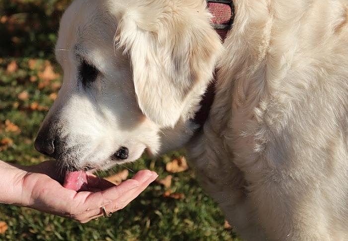 A incontinência canina é basicamente um problema de bexiga