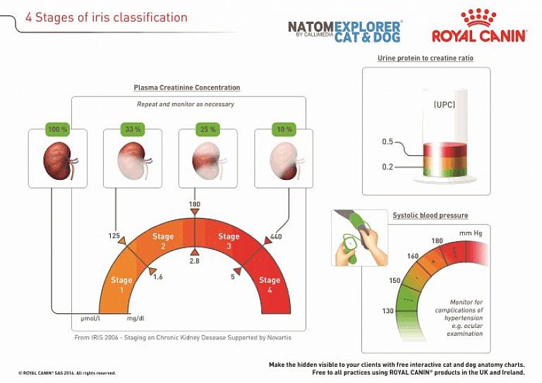 Causas da Doença Renal Crônica - Este é um problema que pode ser causado por infecção