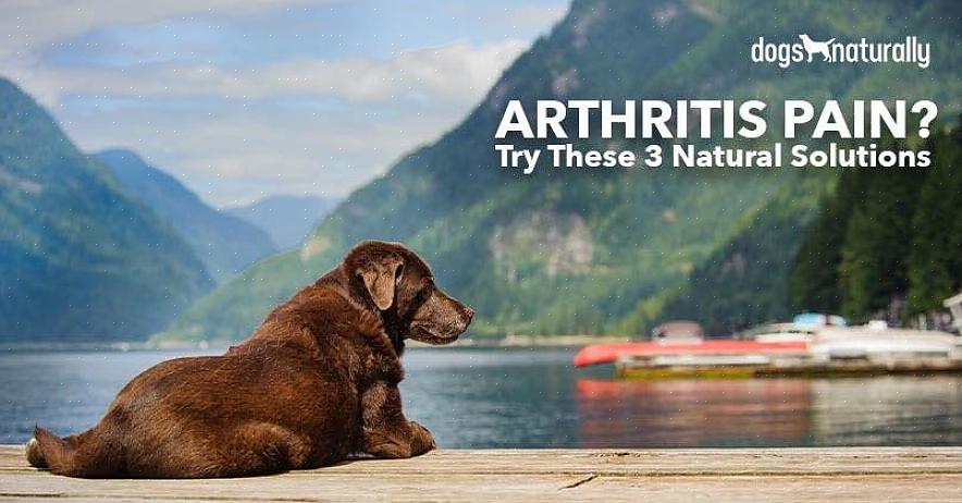 Com sobrepeso são propensos a artrite canina por causa do excesso de bagagem que devem carregar