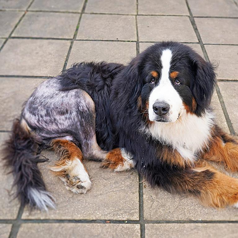 A condição piora tão rapidamente que o dono não terá problemas em reconhecer a dor de seu cão