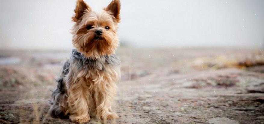 Você pode esperar passar muito tempo cuidando do seu yorkshire terrier