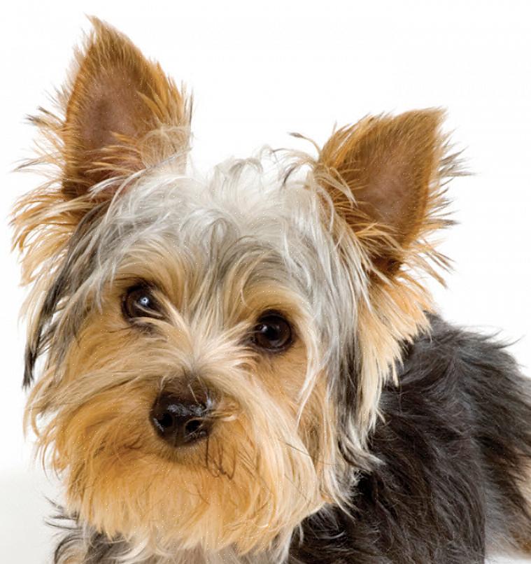 Você terá que fazer cortes de cabelo para um Yorkshire Terrier