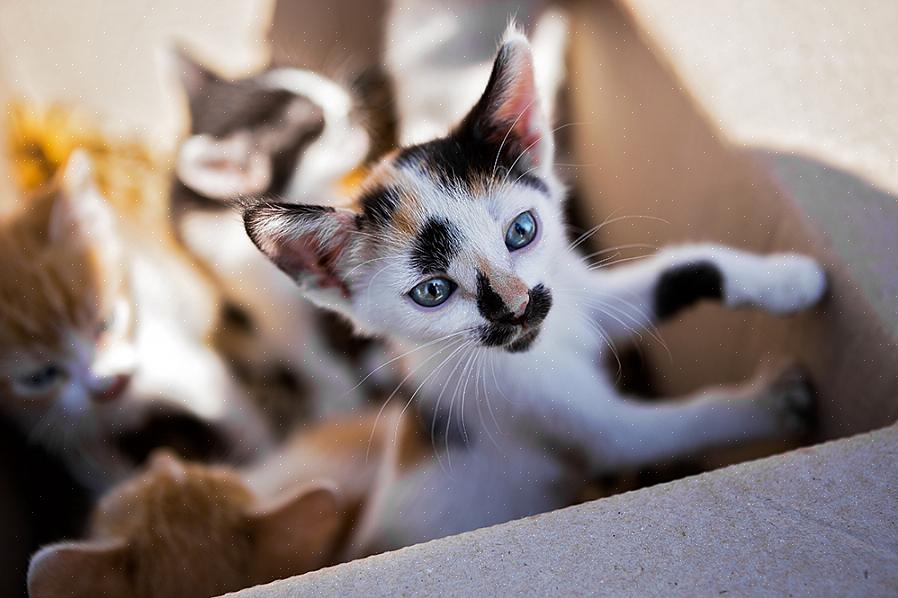 Espere algumas semanas antes de tentar determinar o sexo de um gatinho