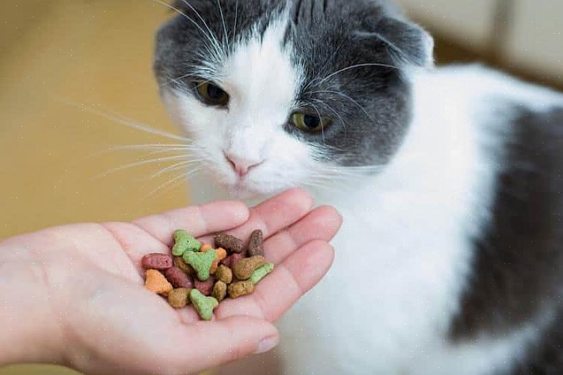 Ao fazer comida orgânica para gatos