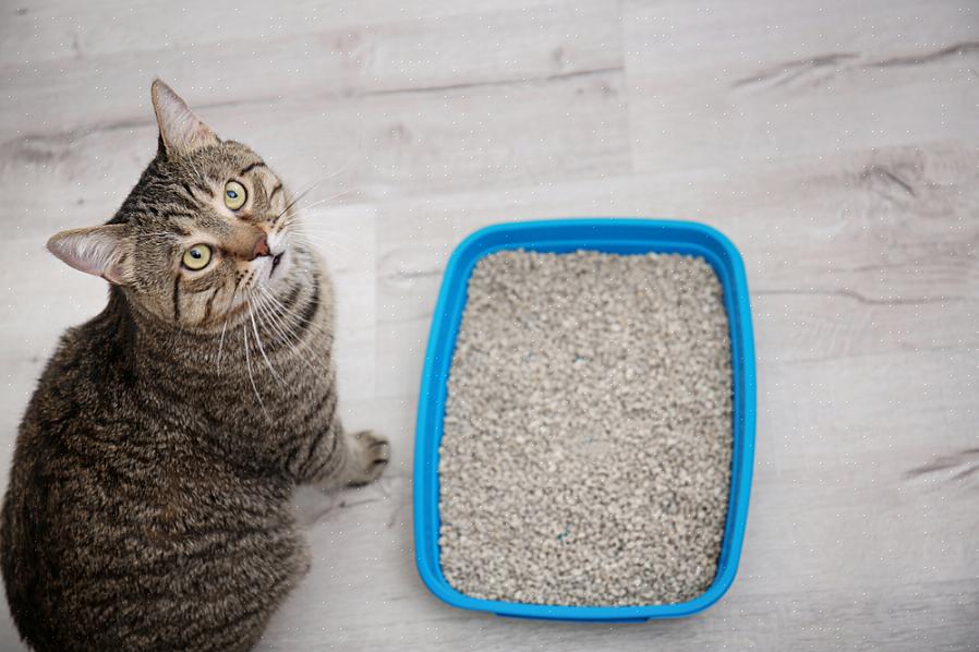 Se o gatinho usar o banheiro em um lugar diferente da caixa de areia