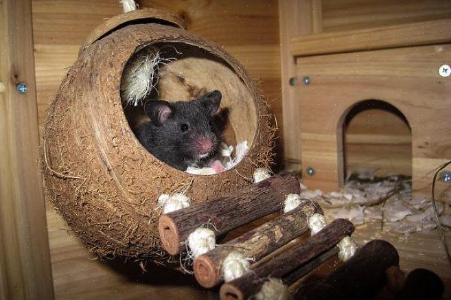 O mobiliário mínimo para uma gaiola de hamster é material de cama