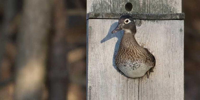 Guaxinins ou pequenas raposas podem farejar seu caminho para dentro da caixa do pato de madeira