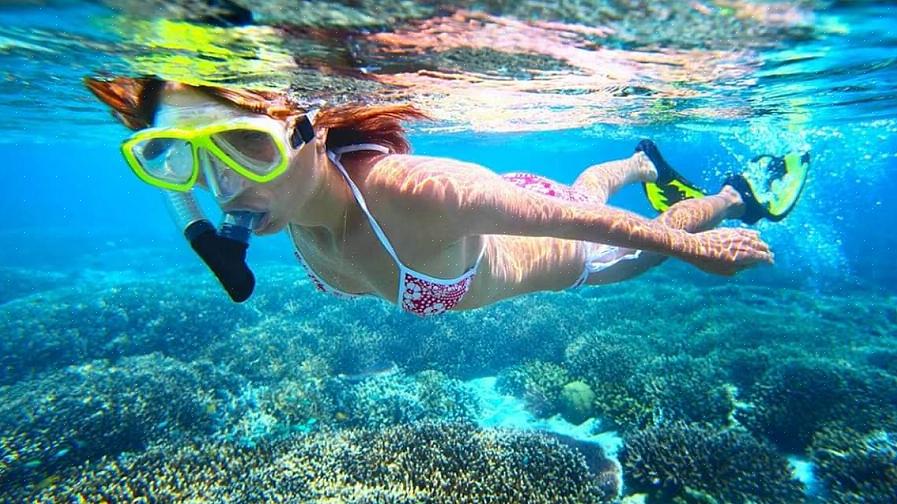 Aluguel de snorkel para maratonas (uma aventura de mergulho com snorkel no Havaí