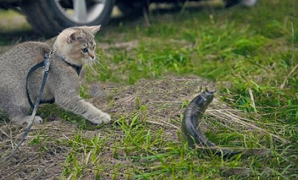 Uma guia para gatos pelo menos quatro semanas antes de seu plano de acampamento